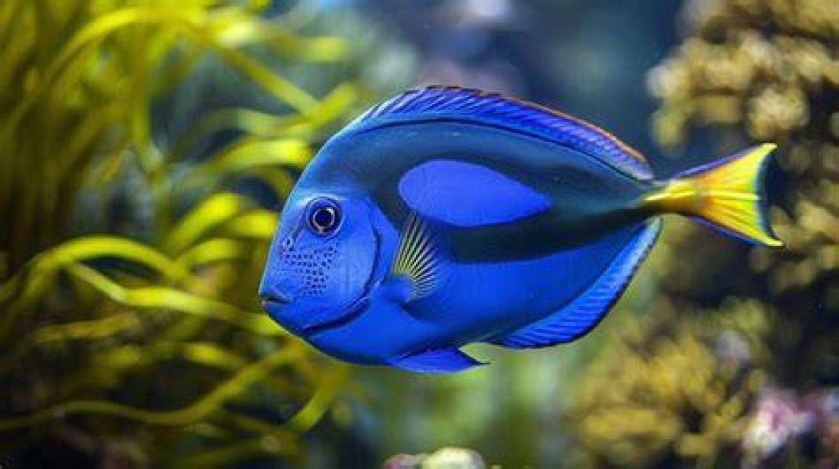 What Kind of Fish Are in Blue Lake Oregon?
