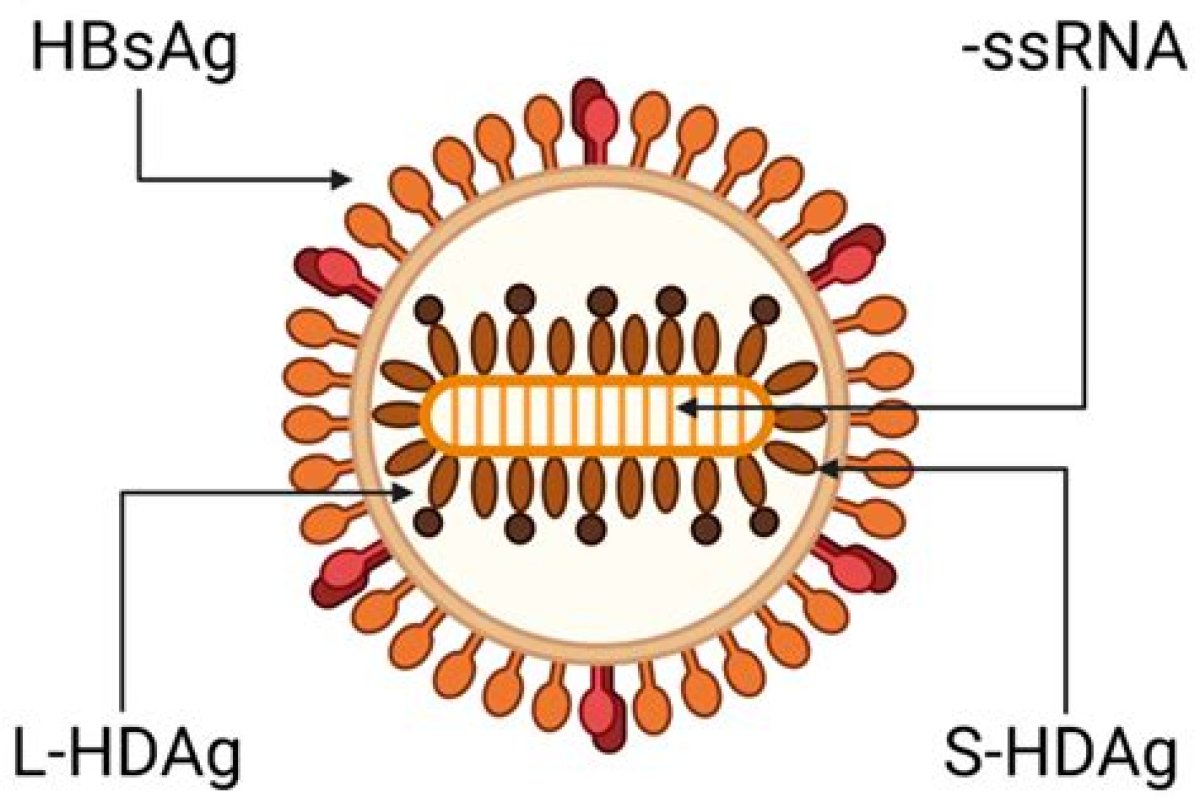 What's the Delta Virus?