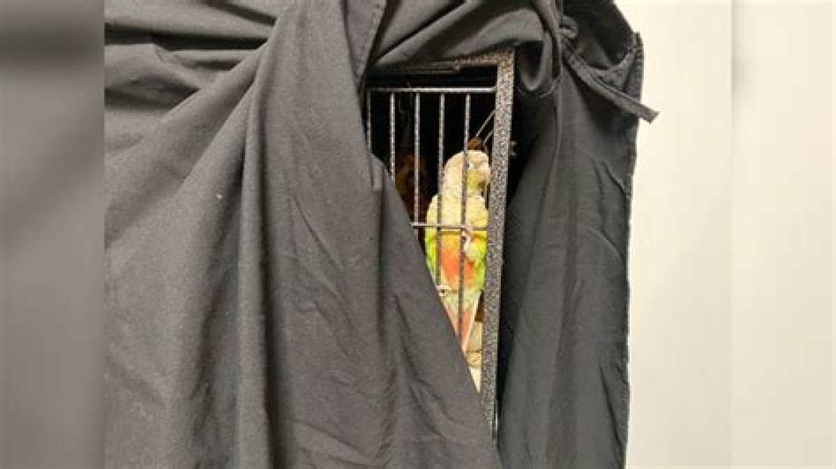 What Time Should I Cover My Birds Cage?