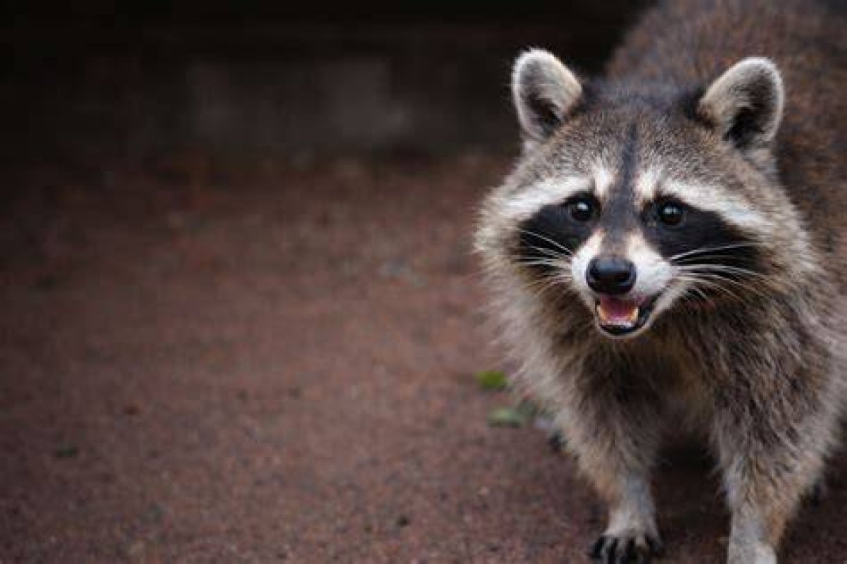 What Type of Consumer Is a Raccoon?