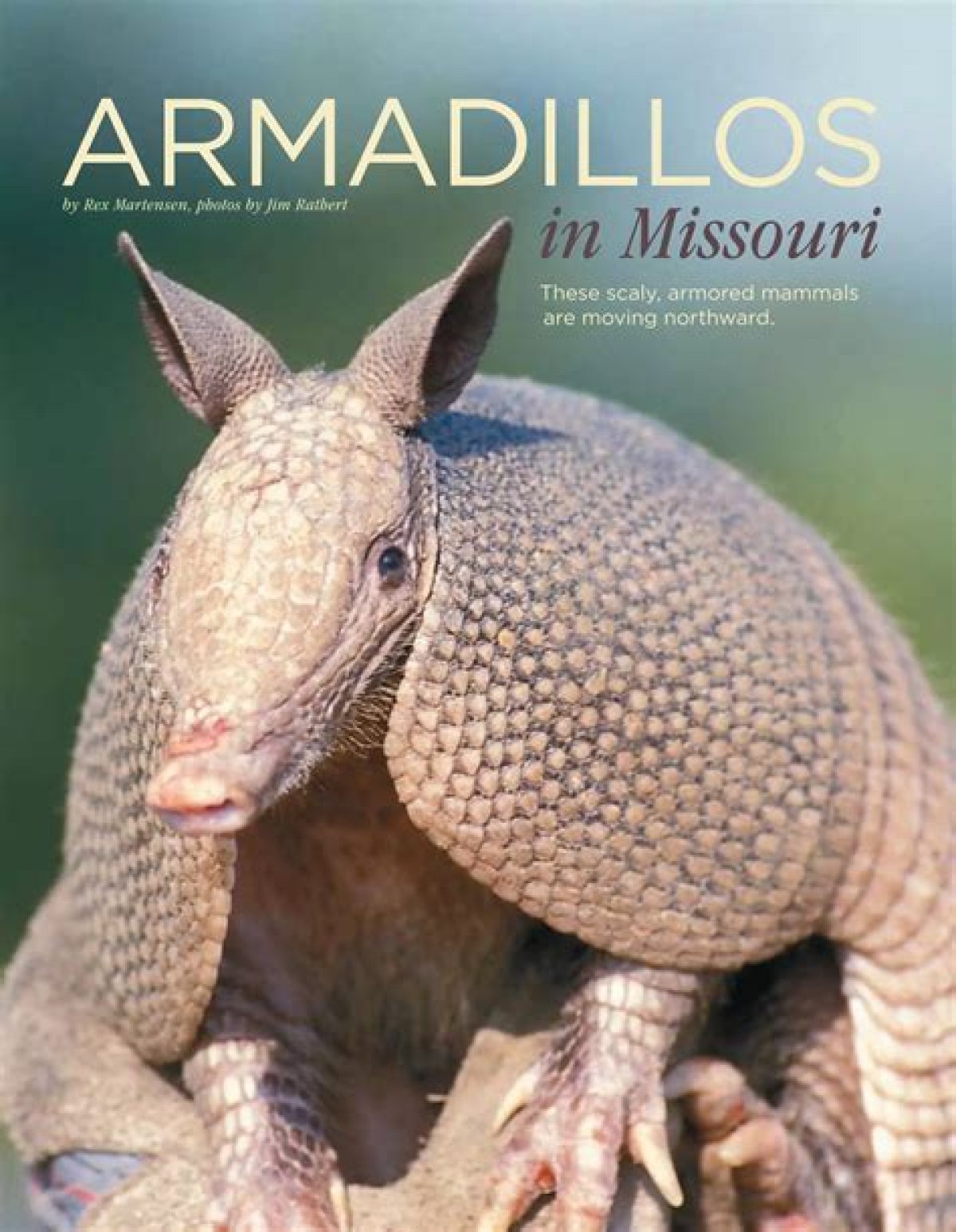 When Did Armadillos Come to Missouri?