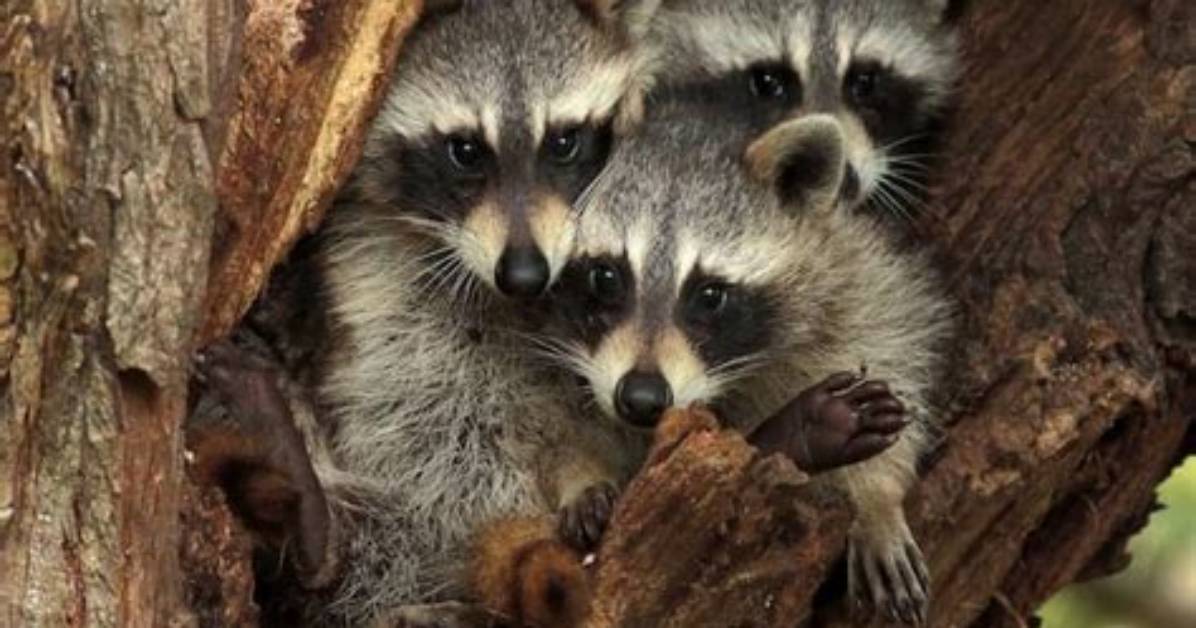 When Do Baby Raccoons Leave the Nest?