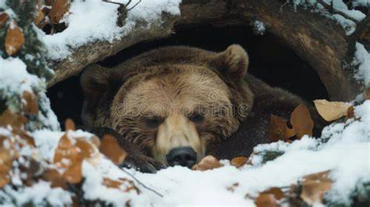 Where a Bear Hibernates