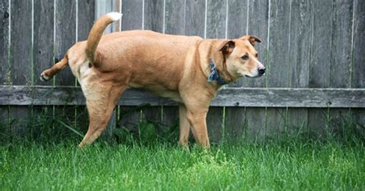 Where Do Dogs Pee at Airport?