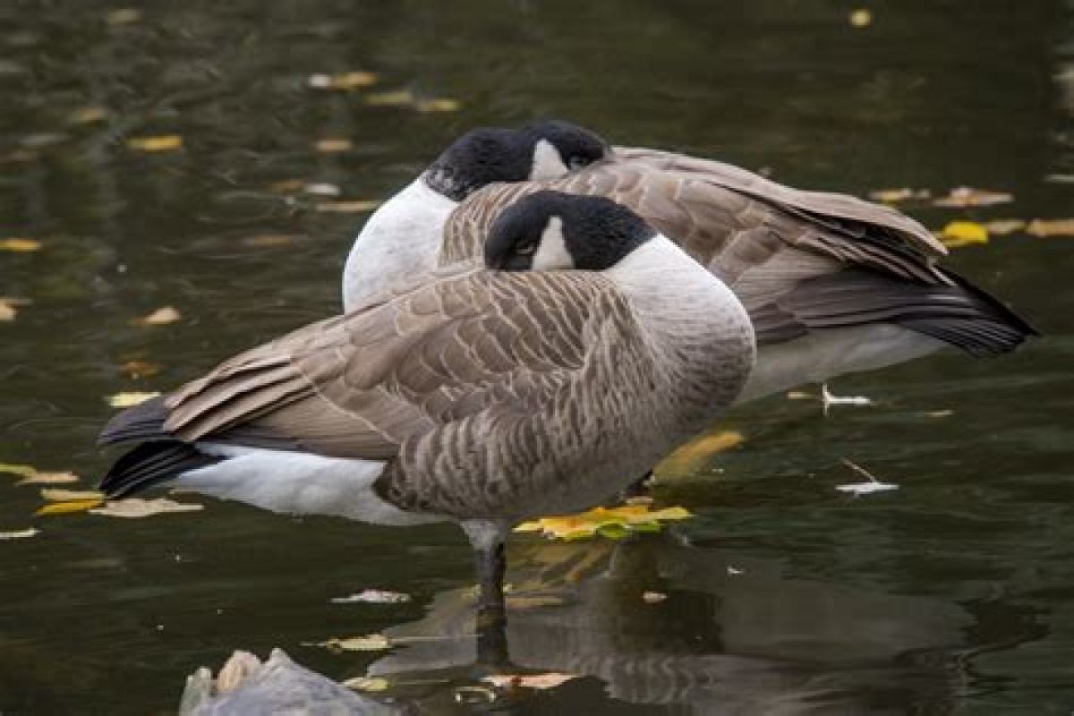 Where Do Geese Sleep? - Kylon Powell