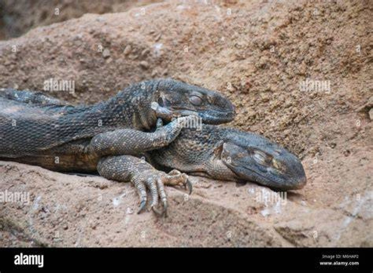 Where Do Lizards Sleep? - Kylon Powell