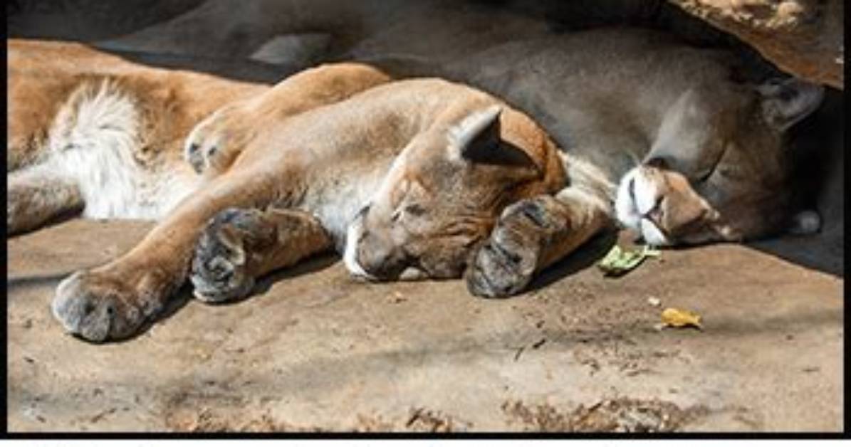 Where Do Mountain Lions Sleep?