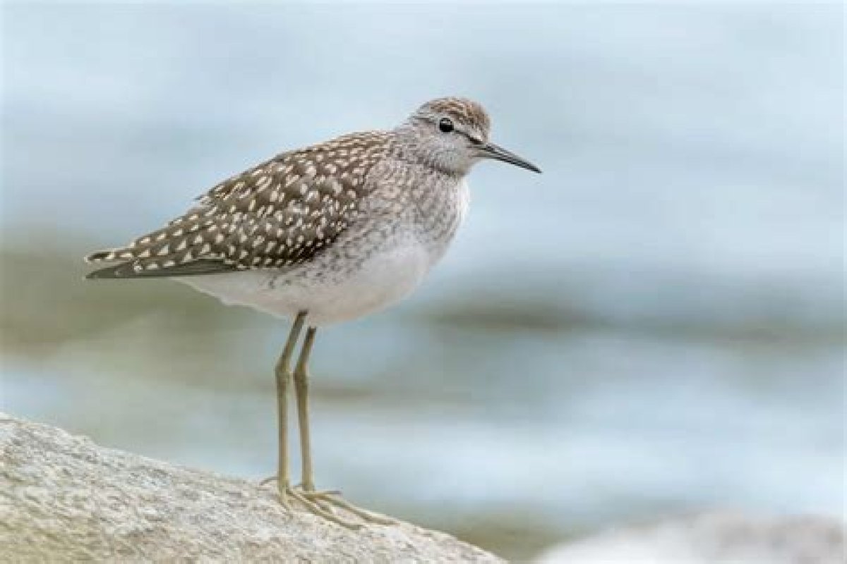 Where Do Sandpipers Sleep? - Kylon Powell