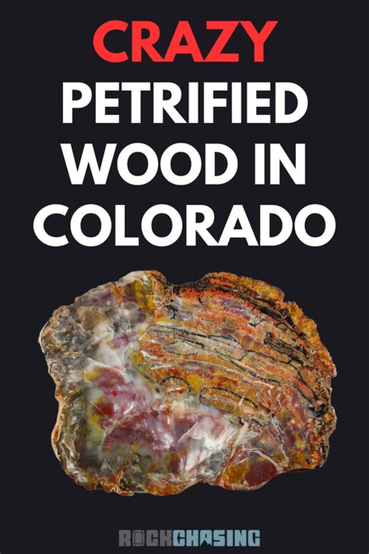 Where to Find Petrified Wood in New World
