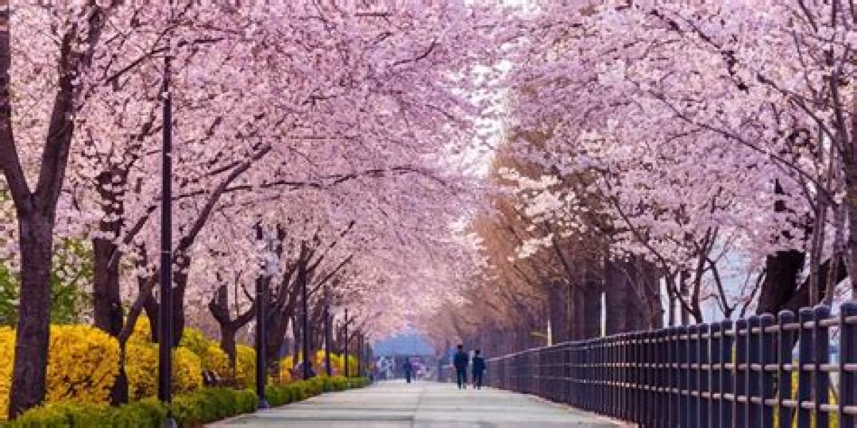 Where to See Cherry Blossoms in Korea, Japan, the Philippines and Vietnam: 14 Spots Across Asia to Add to Your Post-Pandemic Travel Bucket List
