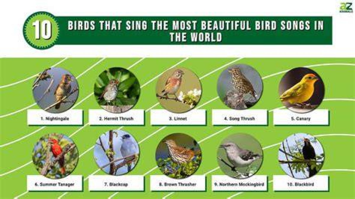Which Is the Most Beautiful Bird Song?