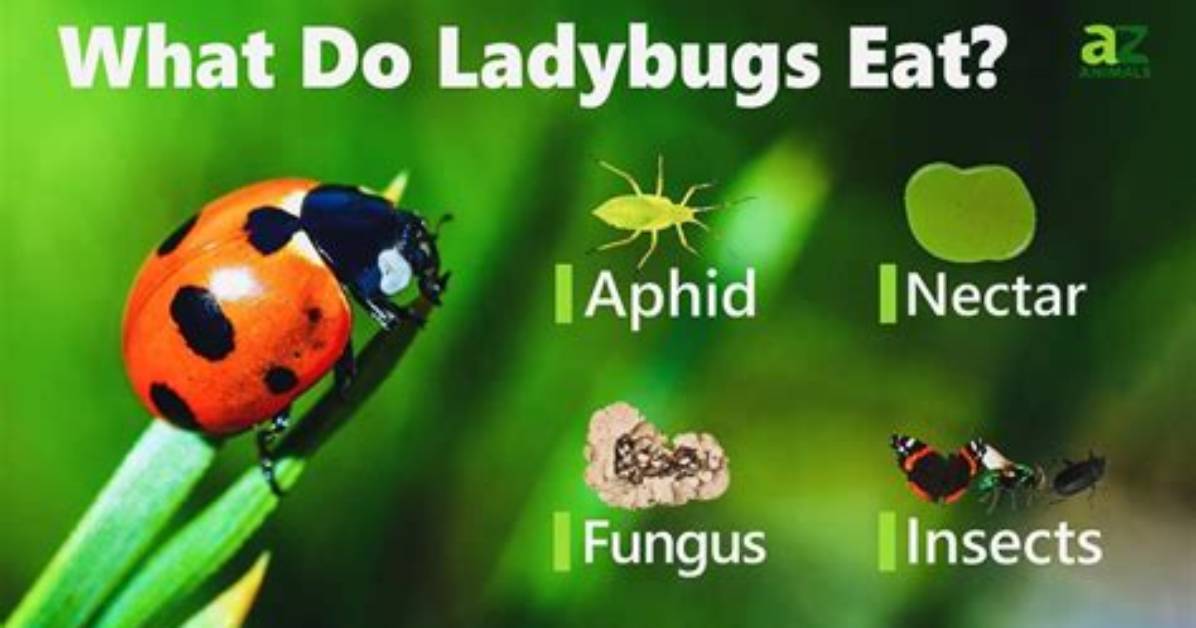 Who Eats Ladybugs?