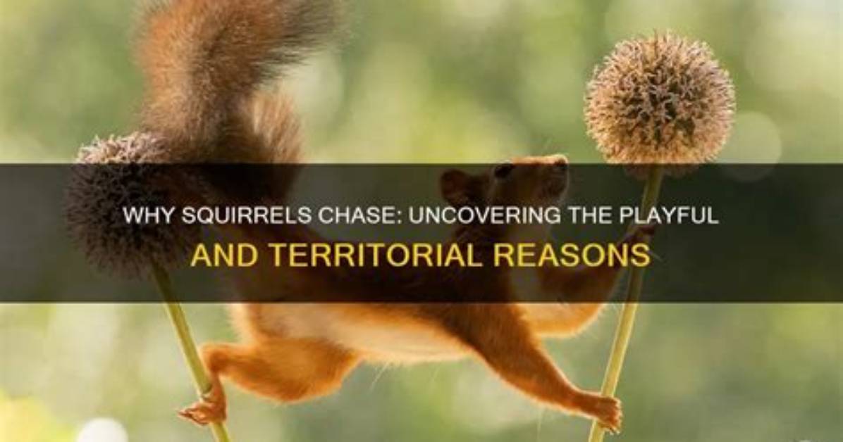 Why Are Squirrels Territorial?