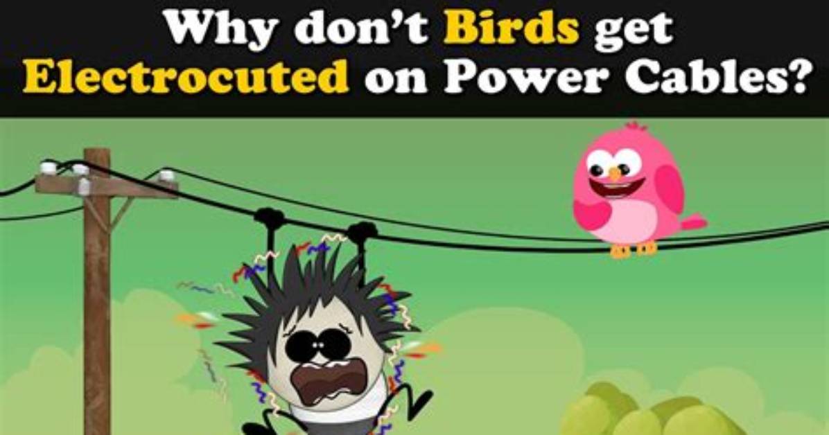 Why Birds Do Not Get Electrocuted?