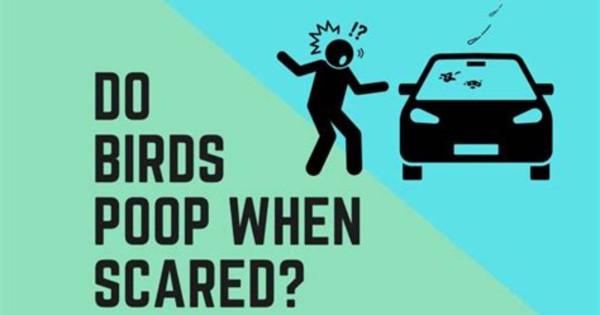 Why Do Birds Get Scared?