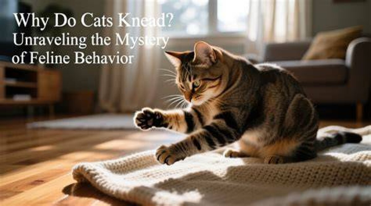 Why Do Cats Pout? Unraveling the Mystery Behind Cat Pouting