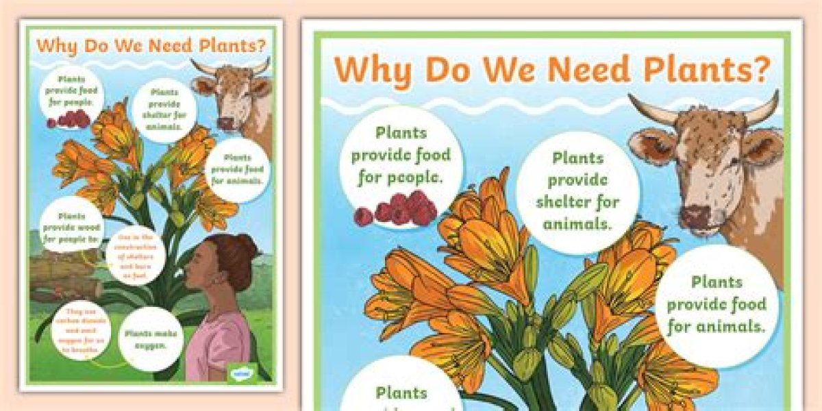 Why Do We Need Forestland?