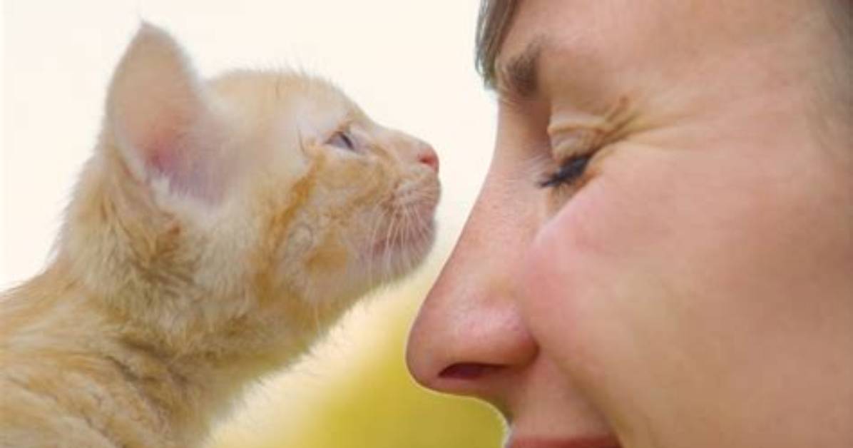 Why Does My Cat Sniff My Face? a Pet Pro Explains