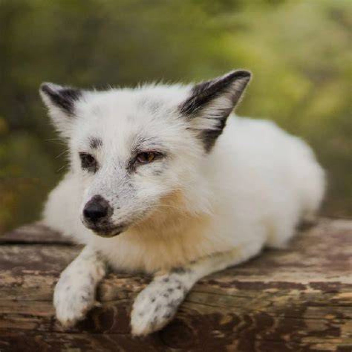 Why Domesticated Foxes Are Genetically Fascinating (And Terrible Pets)