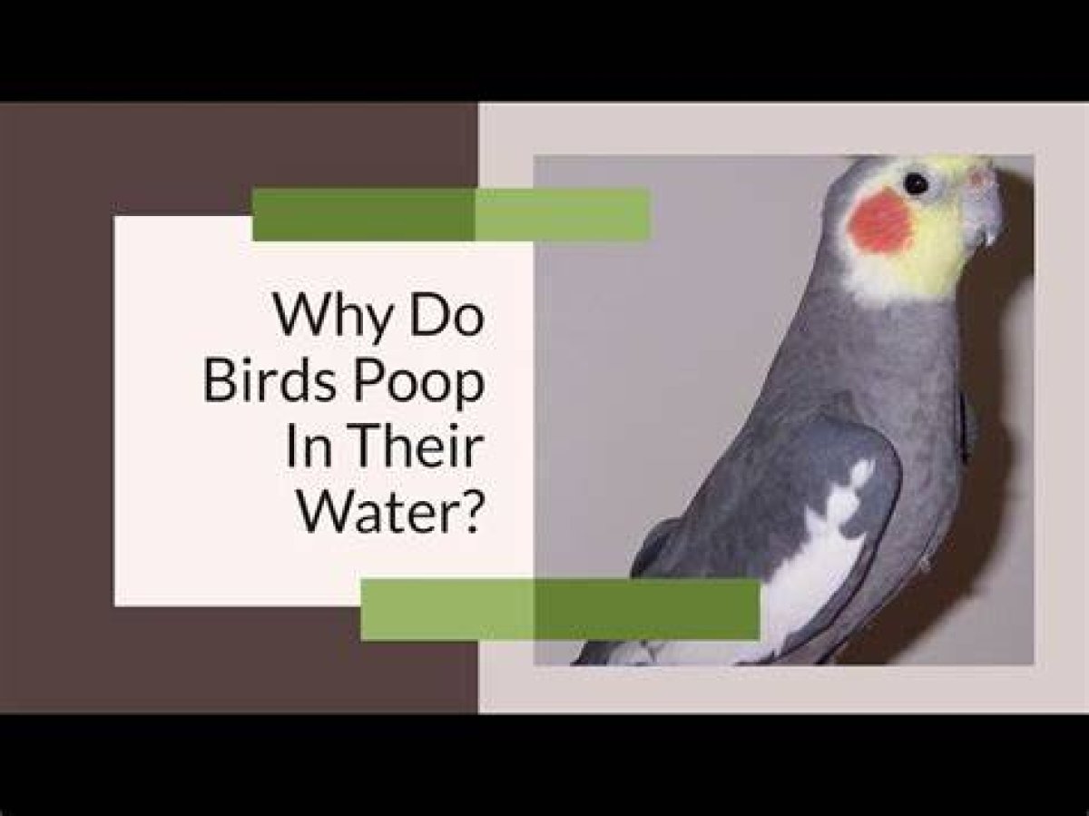 Why Is My Bird Eating His Poop?