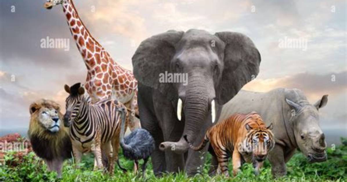 Wild Animals