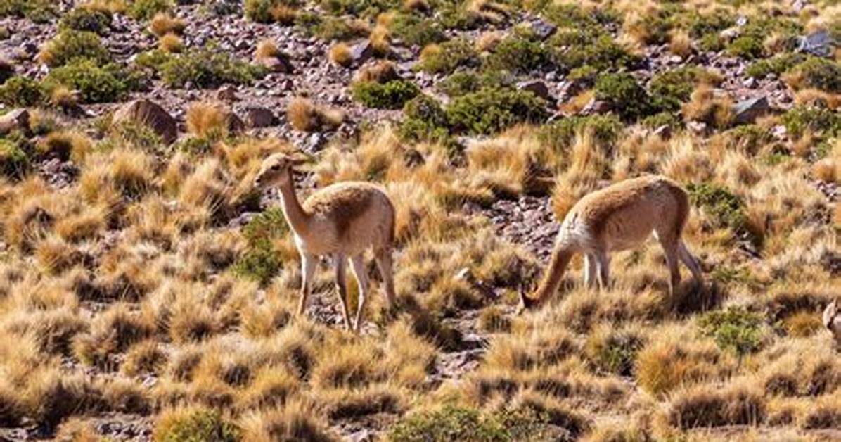 Wildlife of Atacama Desert and Altiplano of Chile Quiz