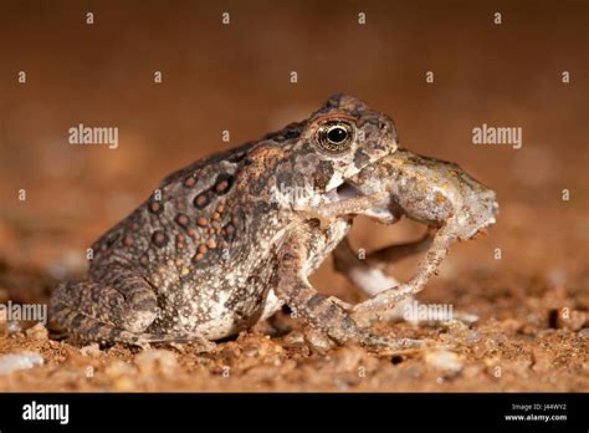 Will a Toad Eat a Frog?