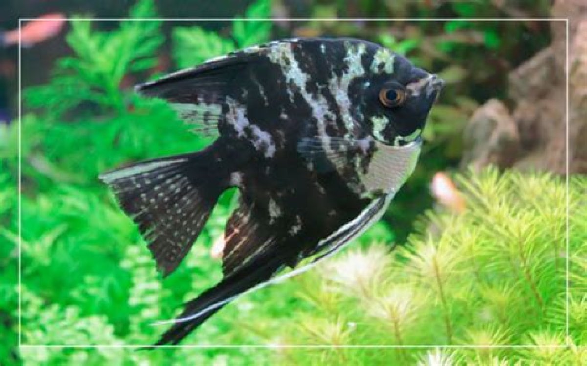 Will Angelfish Eat Their Own Fry?