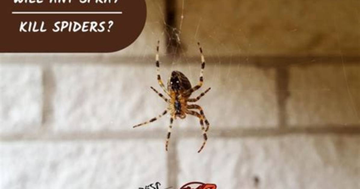 Will Ant Spray Kill Spiders?