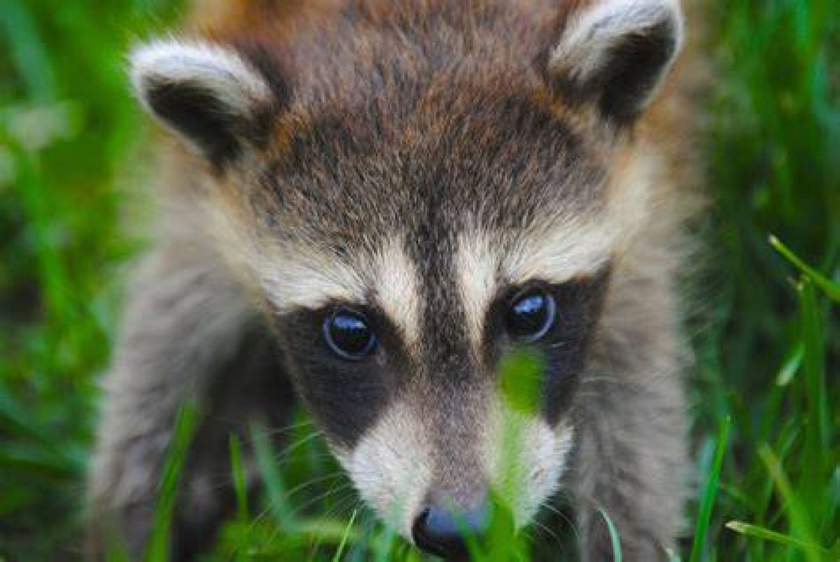 Will Antifreeze Kill Raccoons? - Kylon Powell