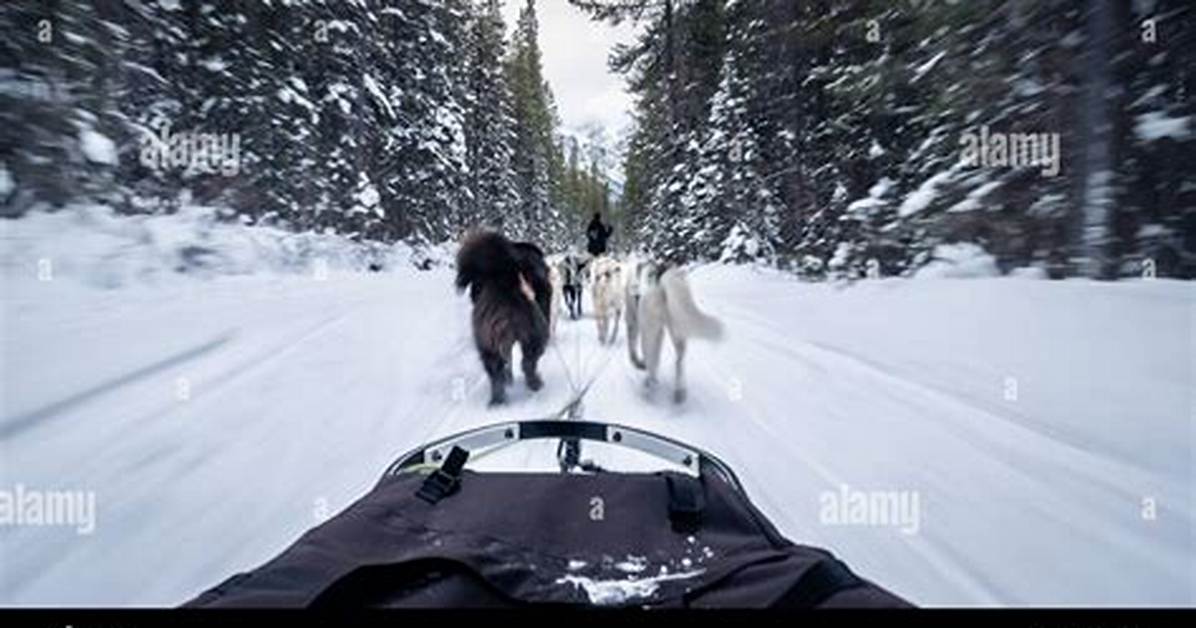Winter Vehicle Pulled by Dogs