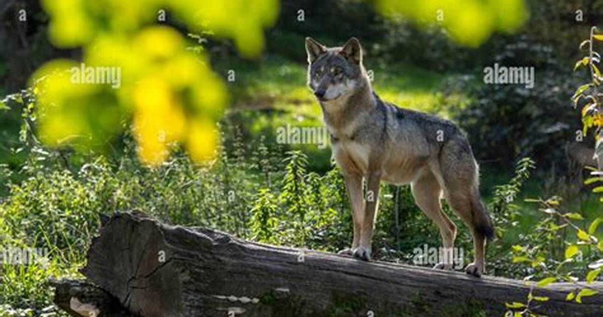 ___ Wolf (Solitary Person)