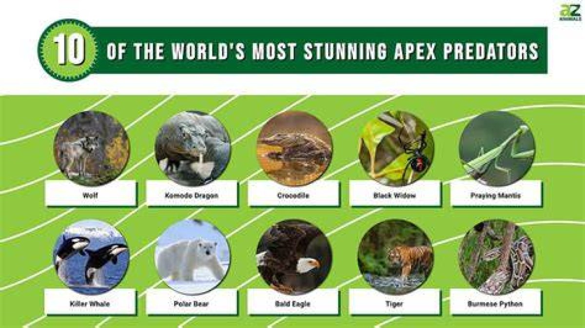 World Review -- an Apex Predator and an Amazing World