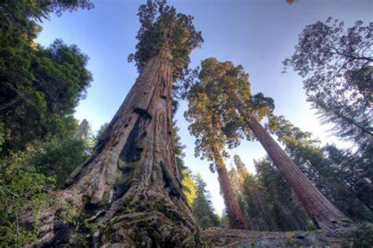 Yosemite | Giant Sequoia Fact Sheet | Blog | Nature