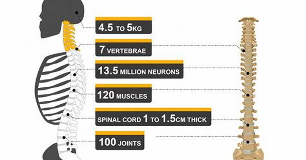 Your Spine Has 26 Bones, and Here Are 26 Facts to Remember About It to Keep Yourself Healthy – and Pain Free